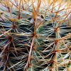 Notocactus _schlosseri_ a8